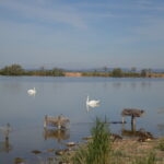 Pavillon cynégétique - Cabane camarguaise