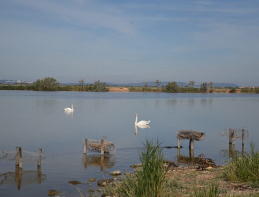 Pavillon cynégétique - Cabane camarguaise