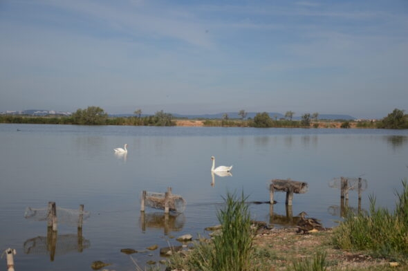 Pavillon cynégétique - Cabane camarguaise