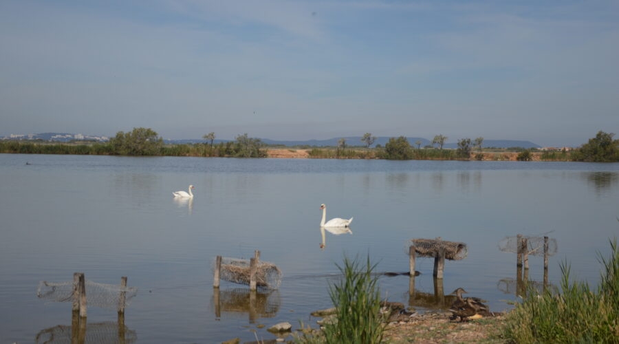 Pavillon cynégétique - Cabane camarguaise