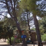 Grand Parc de Figuerolles - Paul Lombard