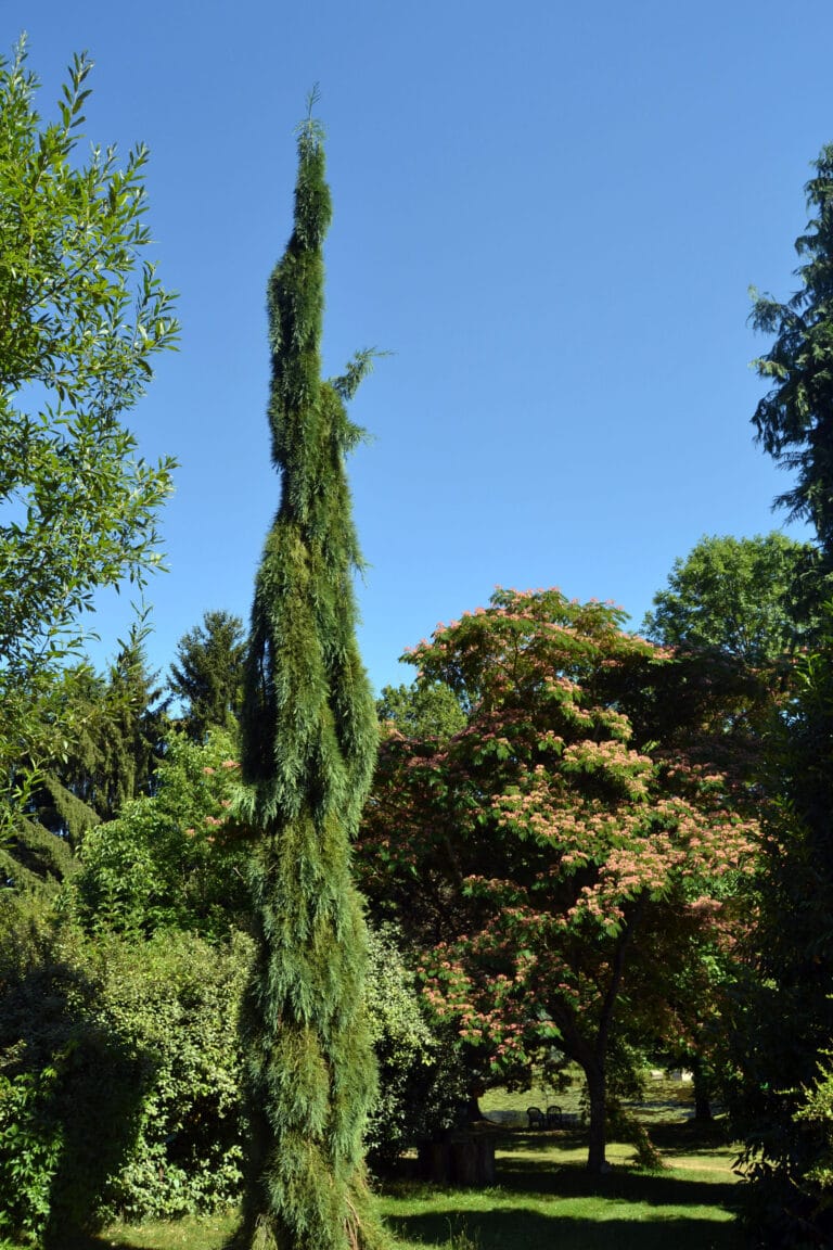 Arboretum AL GAULHIA