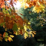 Arboretum de la Fôt