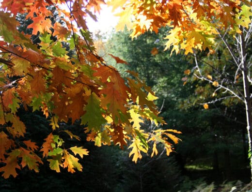 Arboretum de la Fôt
