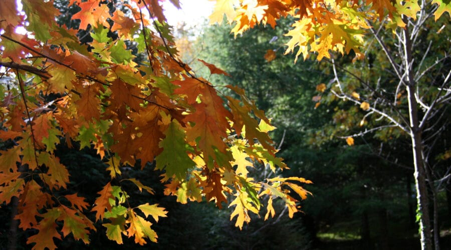 Arboretum de la Fôt