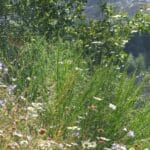 Le Belvédère de Laubreçais