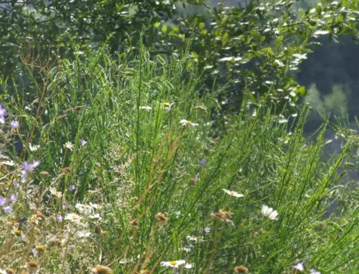 Le Belvédère de Laubreçais