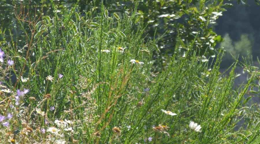 Le Belvédère de Laubreçais