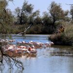 Parc ornithologique du Pont de Gau