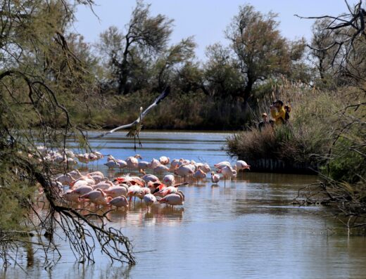 Parc ornithologique du Pont de Gau