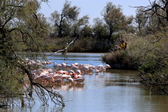 Parc ornithologique du Pont de Gau