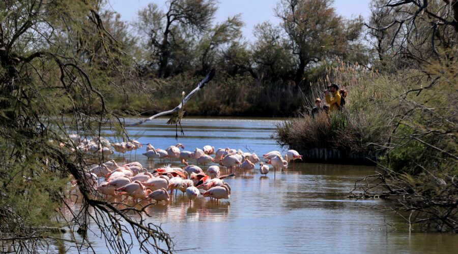 Parc ornithologique du Pont de Gau