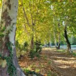 Parc des Sports et des Loisirs