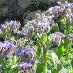 Jardin des Plantes Médicinales et Verger