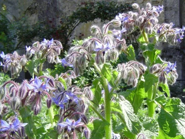 Jardin des Plantes Médicinales et Verger