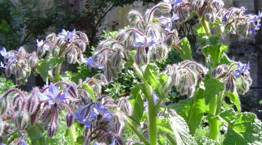 Jardin des Plantes Médicinales et Verger
