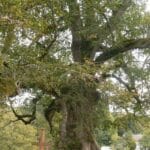 Chapelle du Mas Saint Jean - Saint Sulpice le Dunois