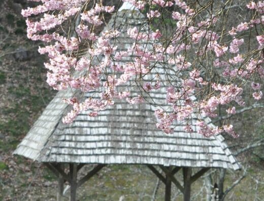 Arboretum de la Sédelle