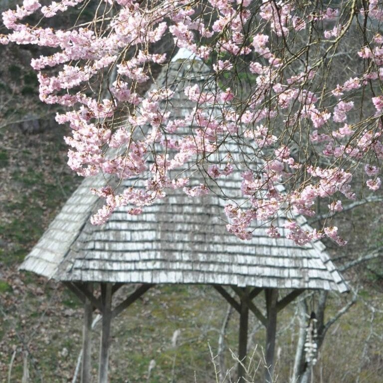 Arboretum de la Sédelle