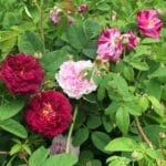 Jardin Les Gargalhous