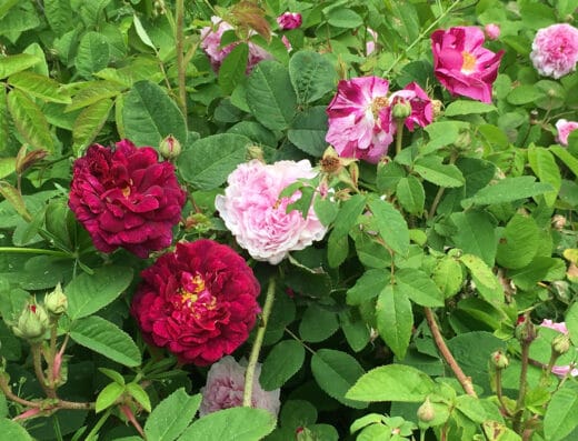 Jardin Les Gargalhous