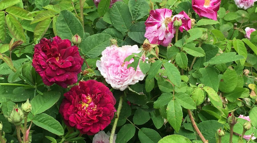 Jardin Les Gargalhous