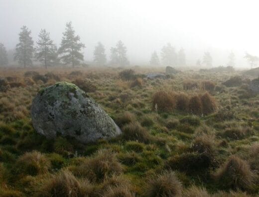 Tourbière du Longeyroux