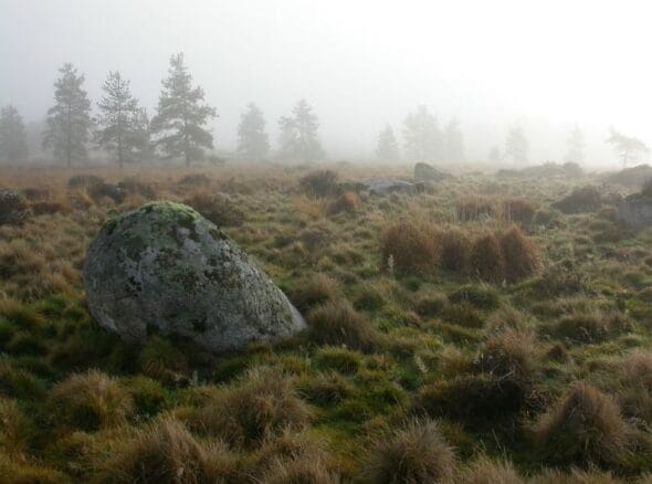 Tourbière du Longeyroux