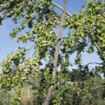 Jardin-forêt Les Blaireautins
