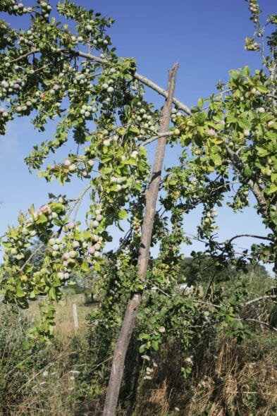 Jardin-forêt Les Blaireautins