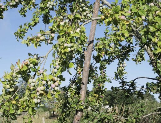 Jardin-forêt Les Blaireautins