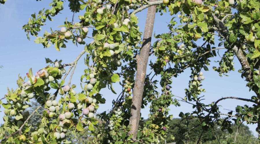 Jardin-forêt Les Blaireautins