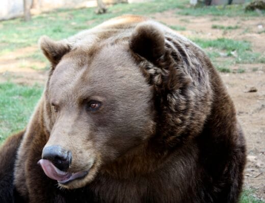 Site Néandertal de Regourdou