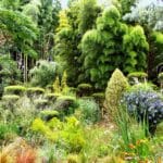 Jardin les Bambous de Planbuisson