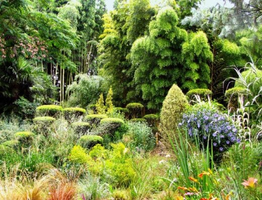Jardin les Bambous de Planbuisson