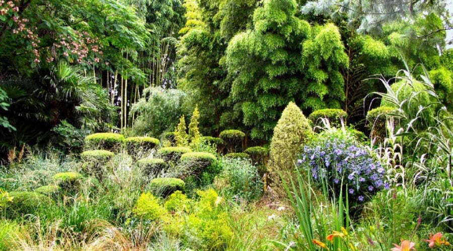 Jardin les Bambous de Planbuisson
