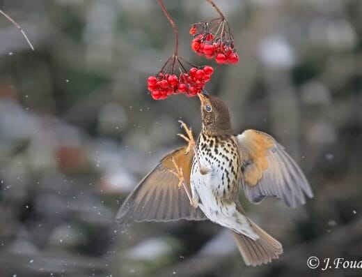 Arborétums de la Bonnefoussie