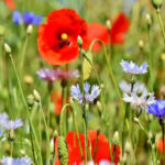 Jardin Place Mireille