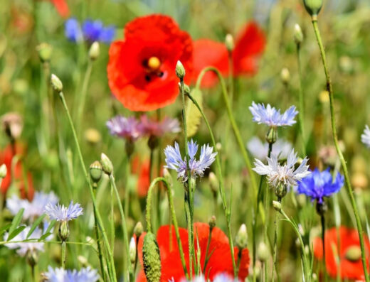 Jardin Place Mireille