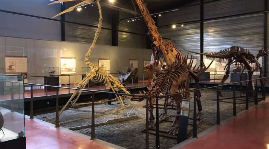 MUSÉE DES DINOSAURES
