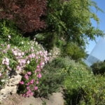 Jardin méditerranéen