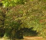 Arboretum forestier des Deux-Sèvres