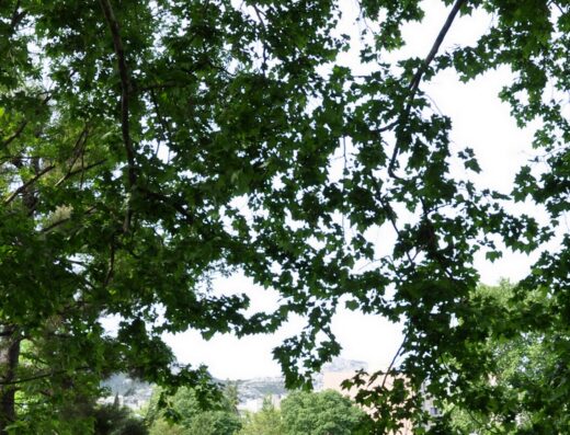 Parc de la Mirabelle