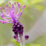 Le Coteau du Croquant