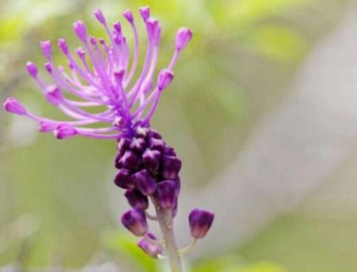 Le Coteau du Croquant