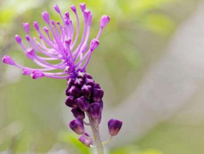 Le Coteau du Croquant