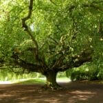 Jardin botanique de Bayeux