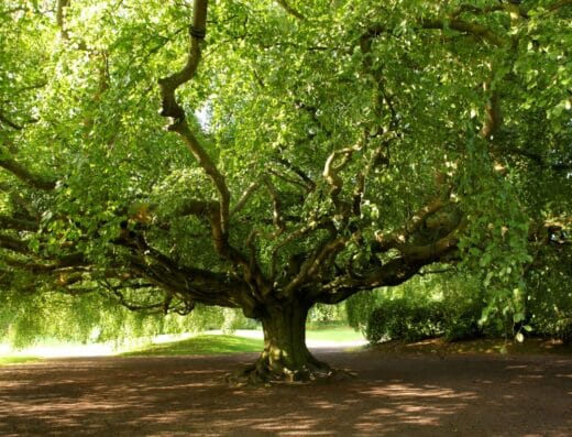 Jardin botanique de Bayeux