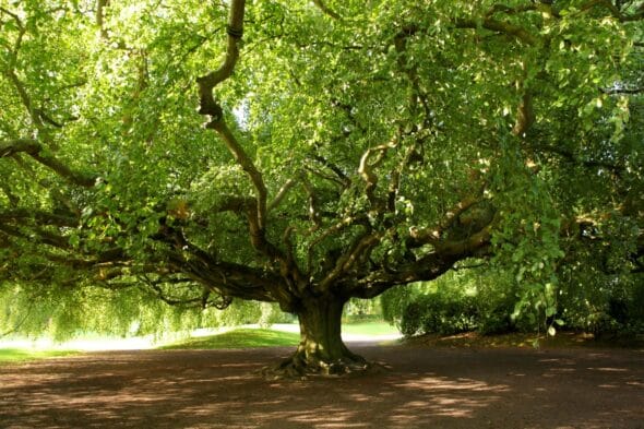 Jardin botanique de Bayeux