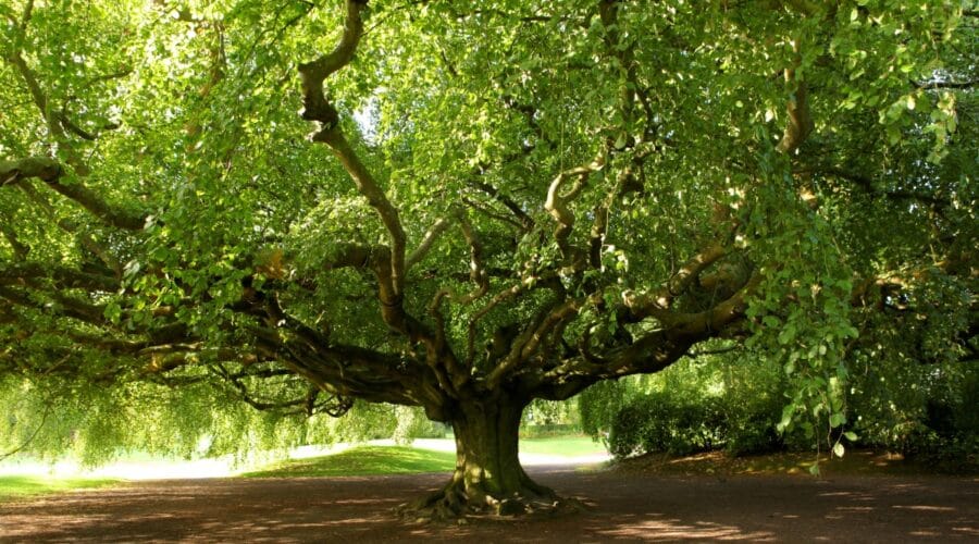 Jardin botanique de Bayeux